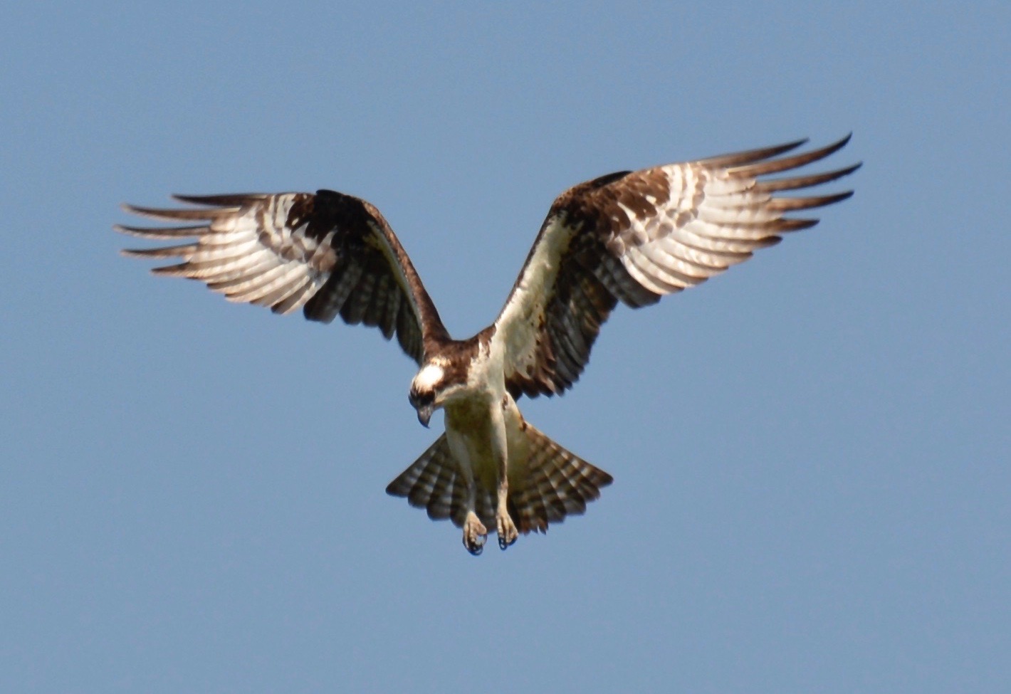 OSPREY!! – CarFreeRambles